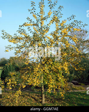 Malus x zumi - `Golden Hornet' AGM   TRS026544 Stock Photo